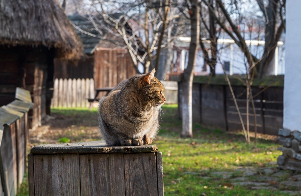 cat proofing garden, eco pet pathway