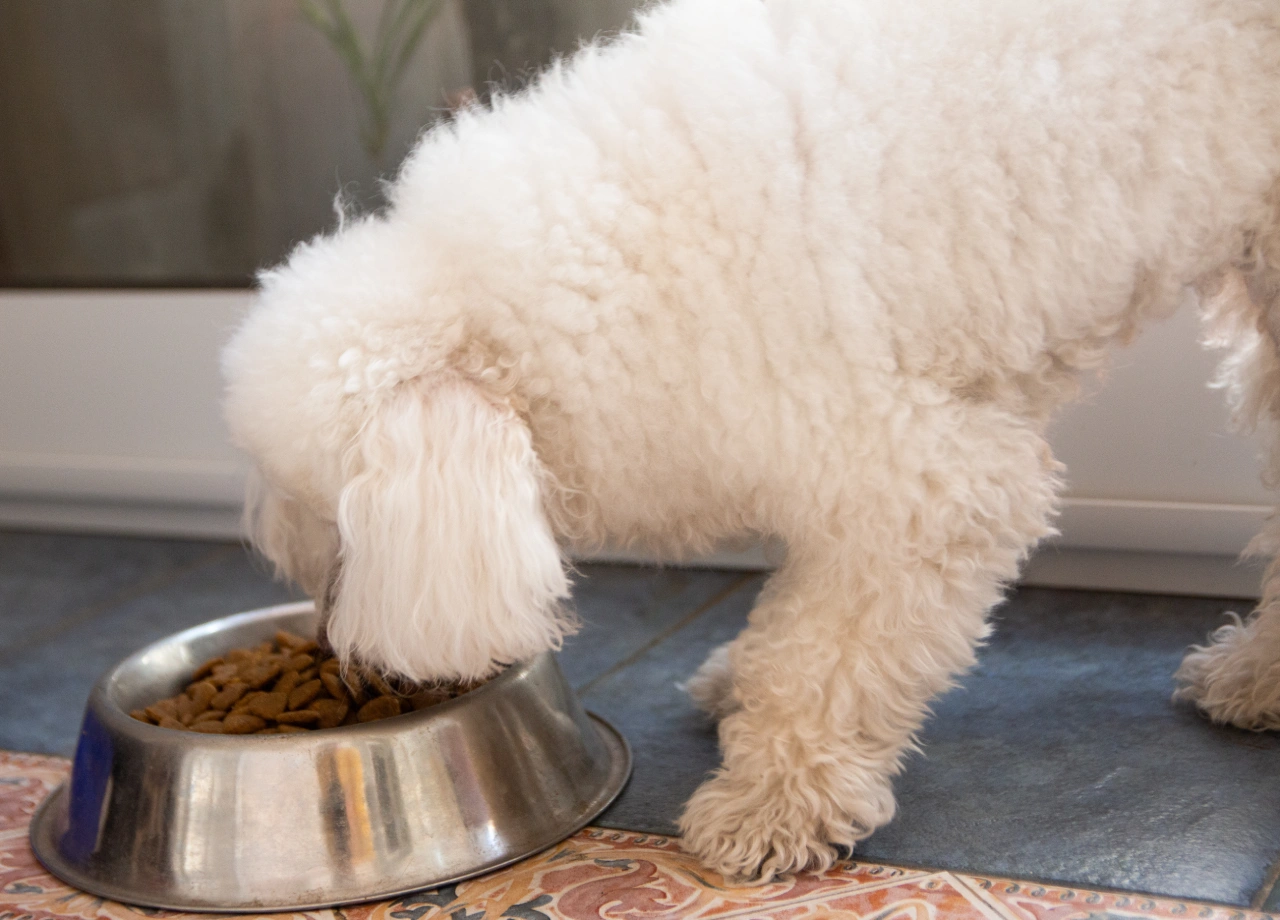 grain free limited ingredient dog food, eco pet pathway