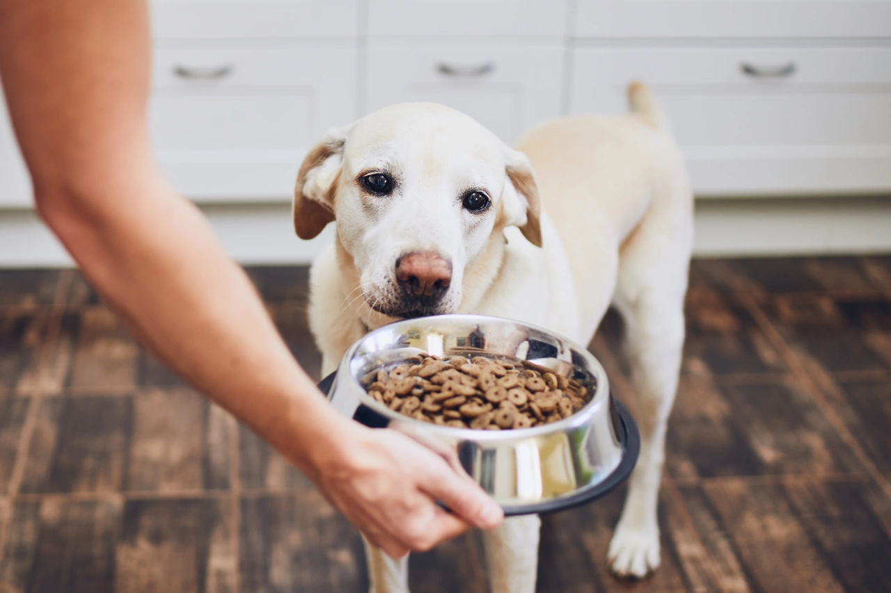 grain free limited ingredient dog food, eco pet pathway