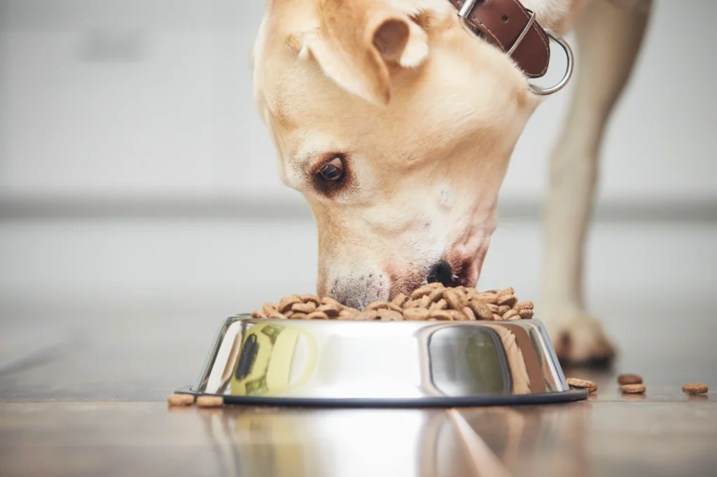 grain free limited ingredient dog food, eco pet pathway