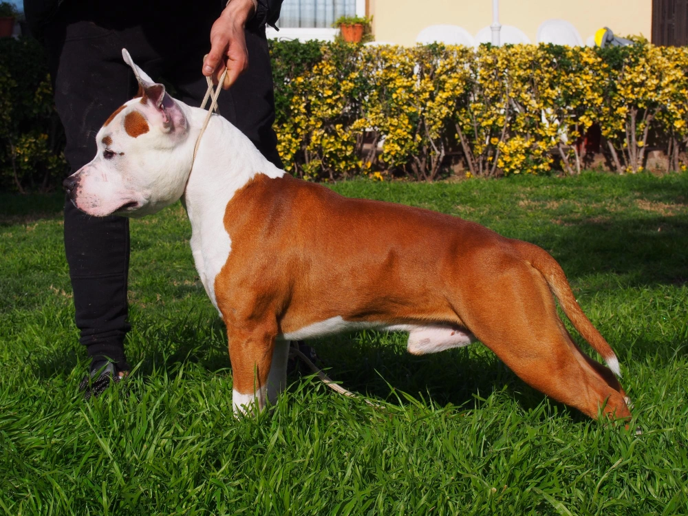 How to Stop a Dog from Barking,
Eco pet pathway