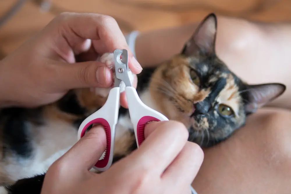 How to Trim Cat Nails, Eco pet pathway