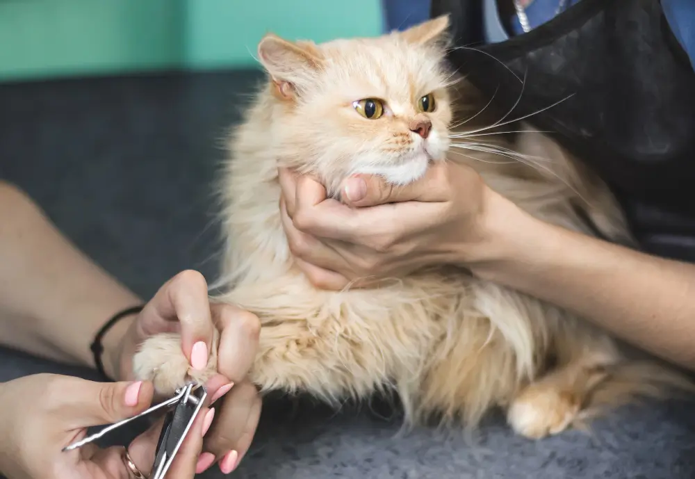 How to Trim Cat Nails, Eco pet pathway