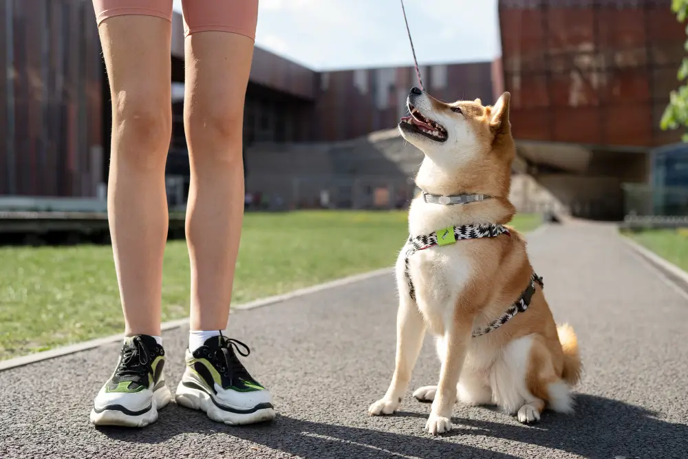 dog harness vs collar,
eco pet pathway