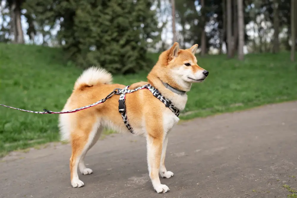 dog harness vs collar, eco pet pathway