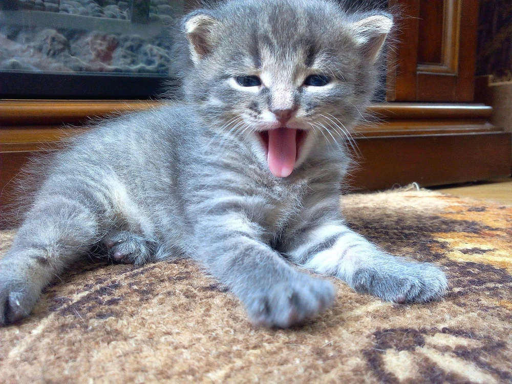 kitten won't stop meowing, eco pet pathway