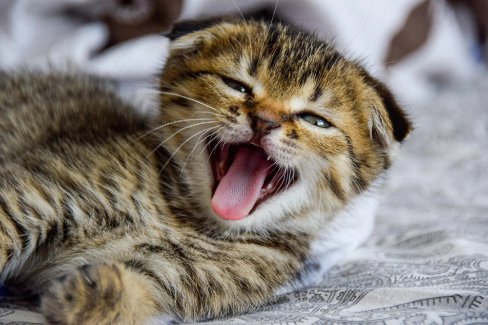 kitten won't stop meowing,
eco pet pathway