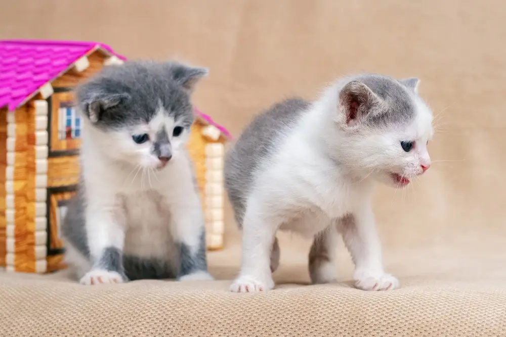 Kitten Development Stages,
eco pet pathway